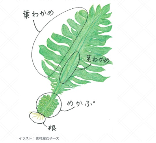 旬レシピシリーズ わかめを食べよう サカナグミのお魚レシピ 海と日本project In ふくおか