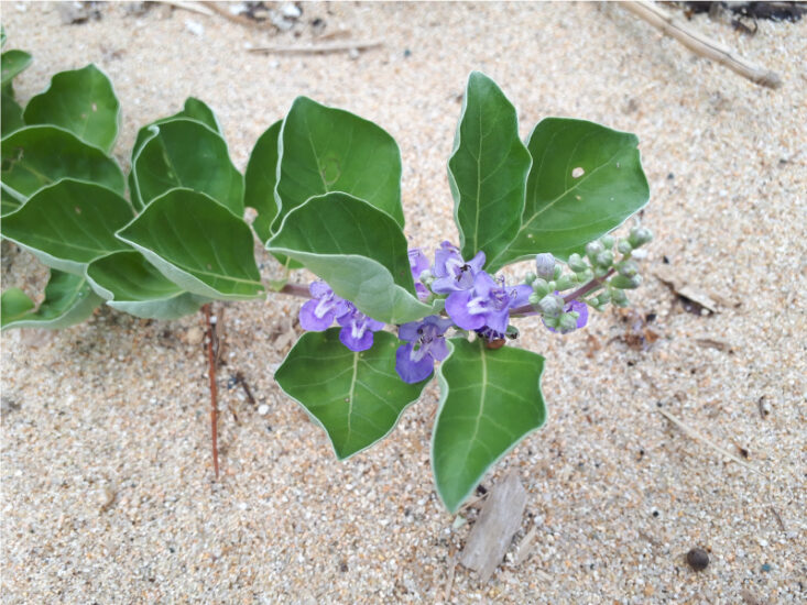 青紫の花が涼やか！砂浜に咲くハマゴウ