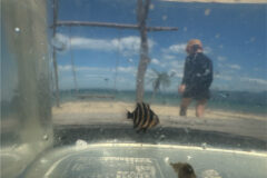 イシダイの幼魚に遭遇♪