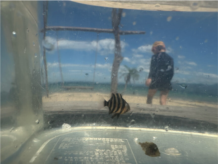 イシダイの幼魚に遭遇♪