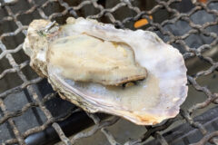 子どもたちの牡蠣デビュー♪