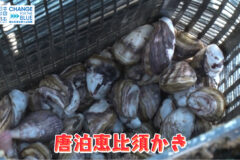 福岡のブランド牡蠣『唐泊恵比須かき』